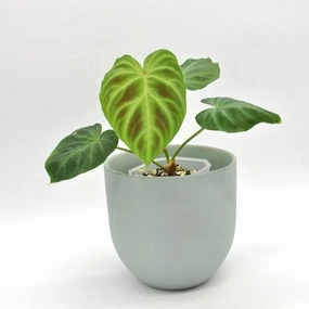 Philodendron Verrucosum large flower pot  