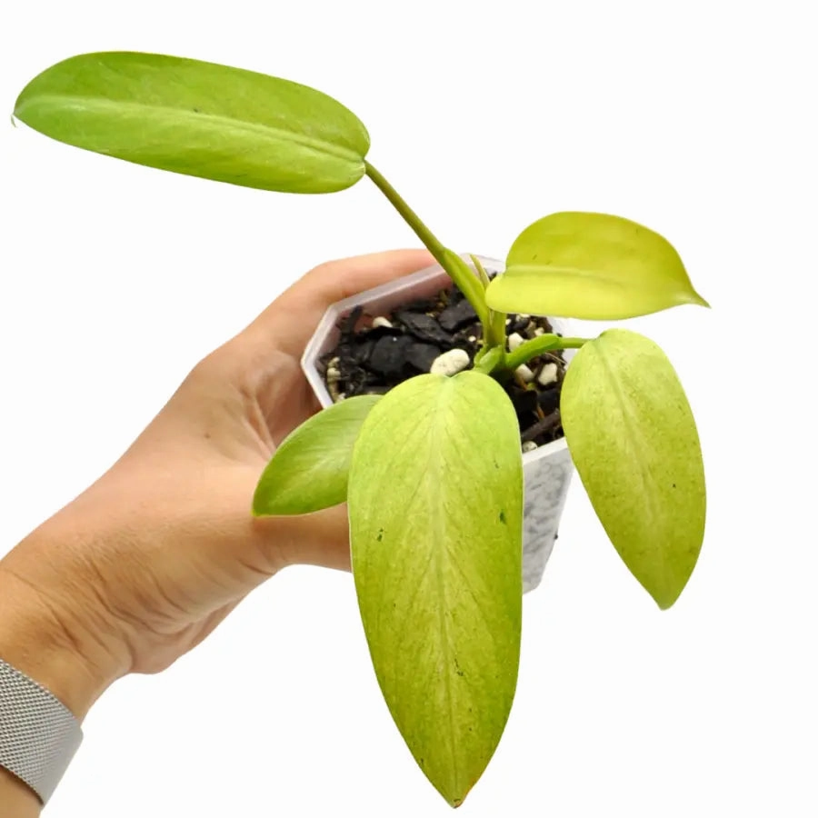Philodendron Whipple Way