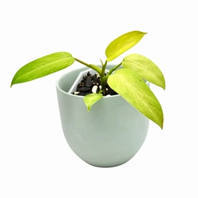 Philodendron Whipple Way large flower pot  