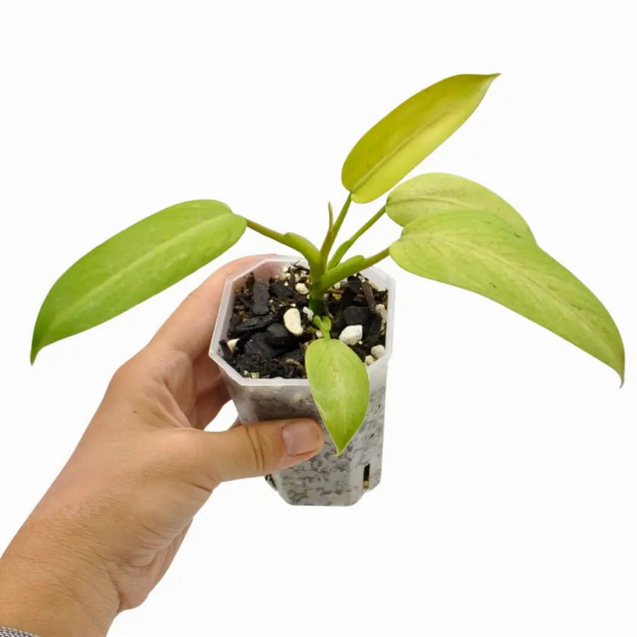 Philodendron Whipple Way