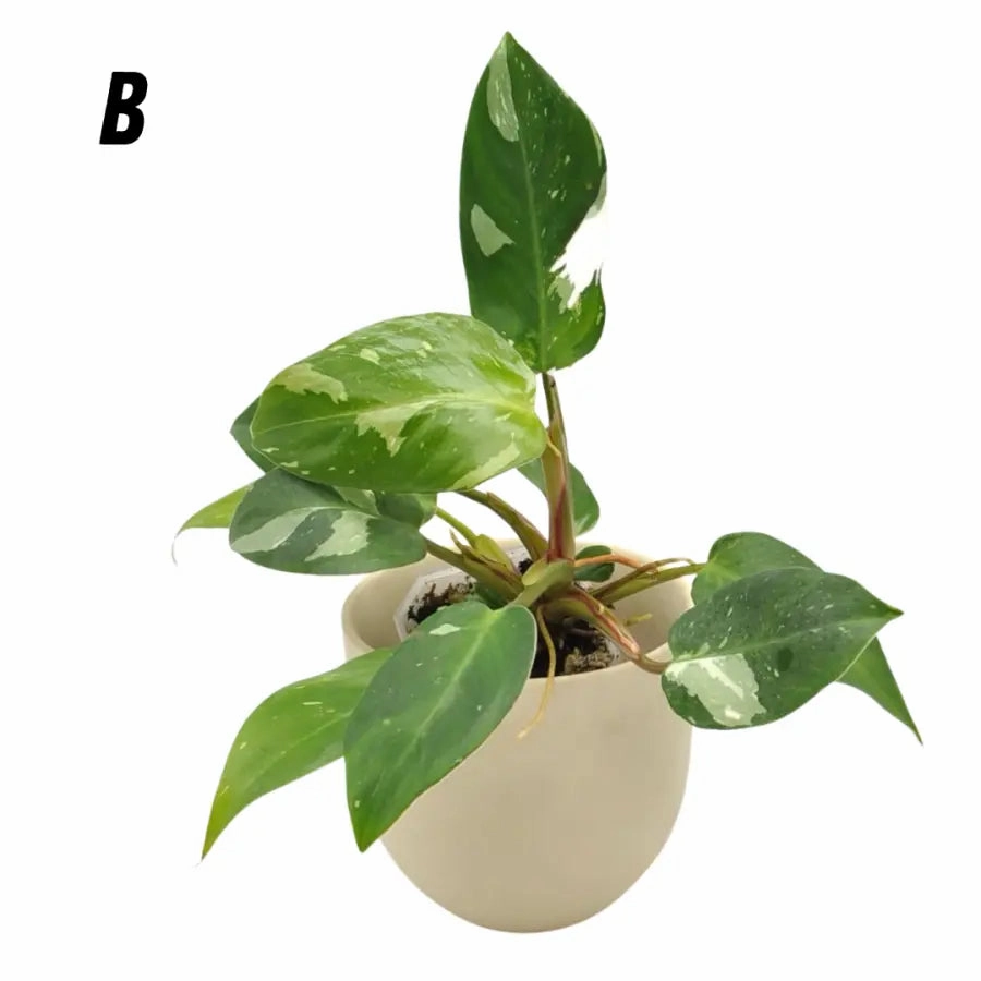 Philodendron White Princess