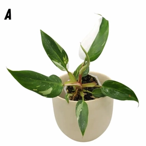 Philodendron White Princess large flower pot  