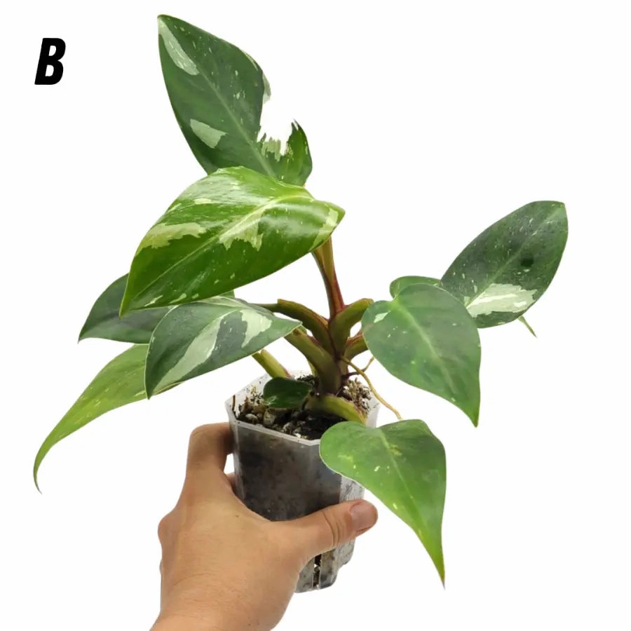Philodendron White Princess