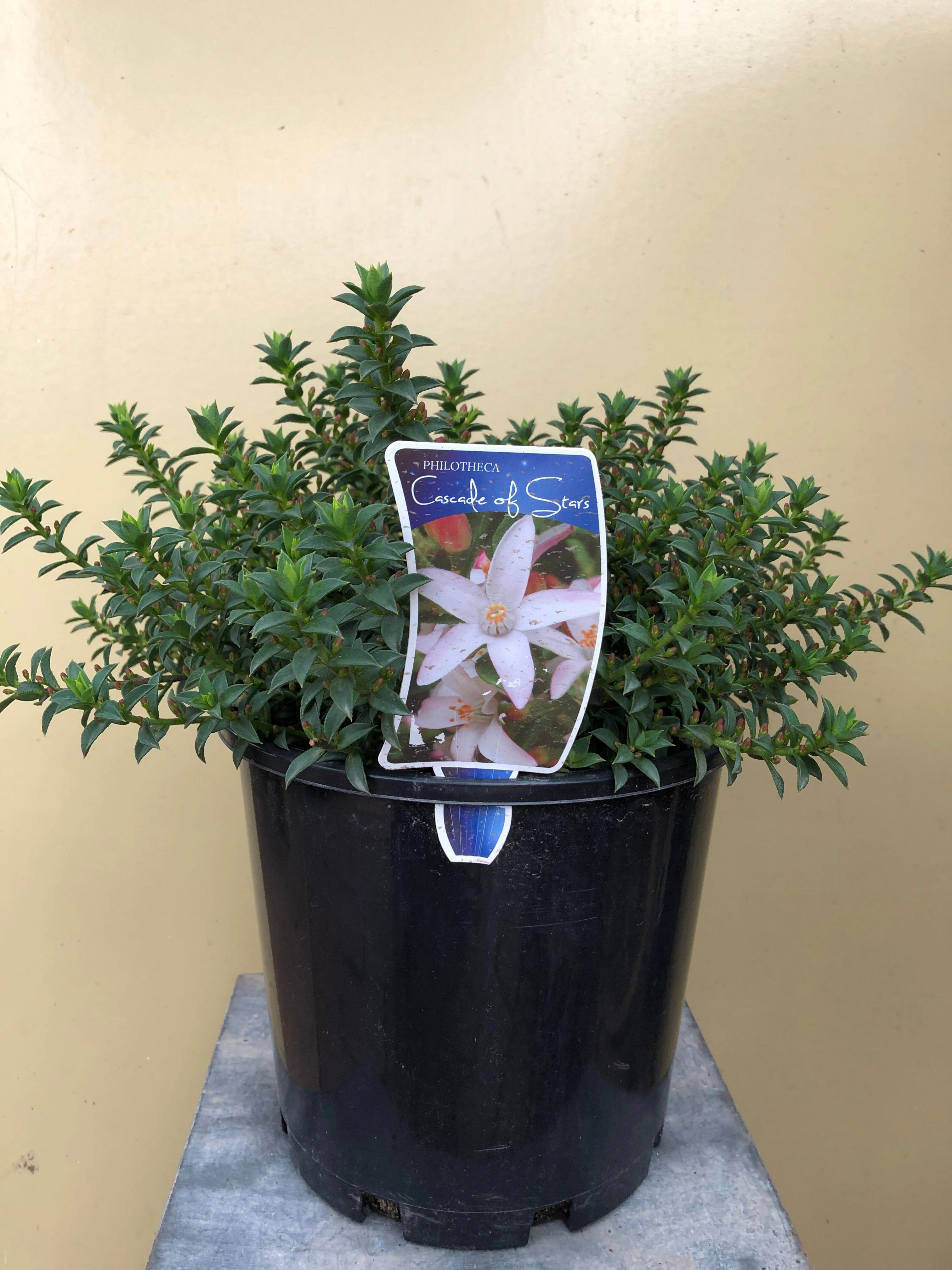 Philotheca 'Cascade of Stars' small flower pot  