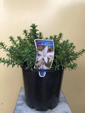 Philotheca 'Cascade of Stars' small flower pot  
