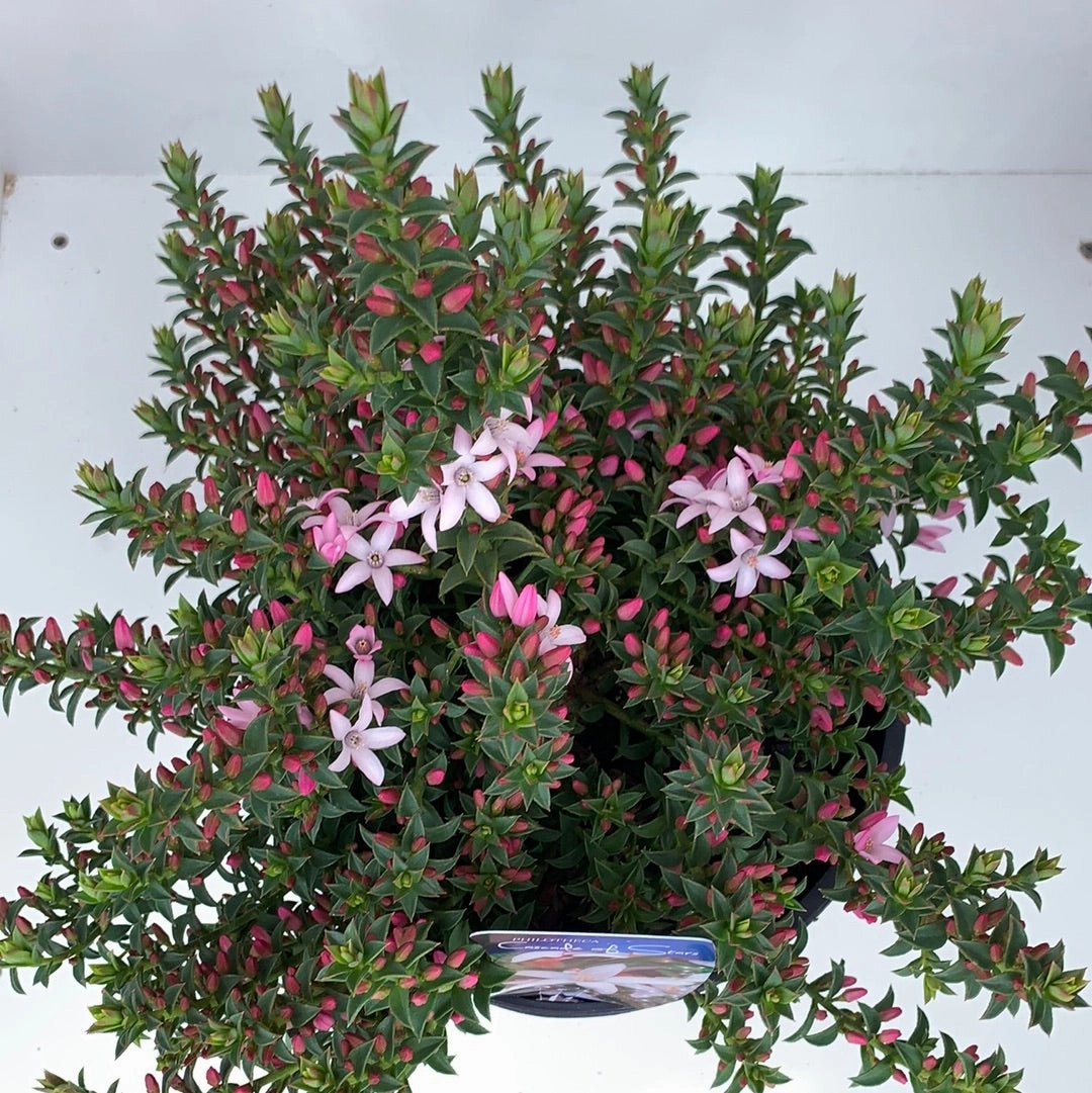 Philotheca 'Cascade of Stars'