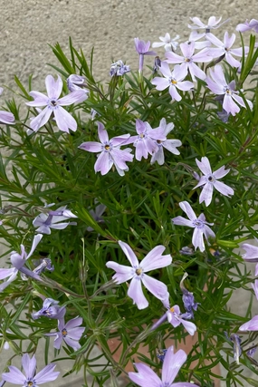 Phlox subulata 'Emerald Blue' 1qt decorative flowerpot  