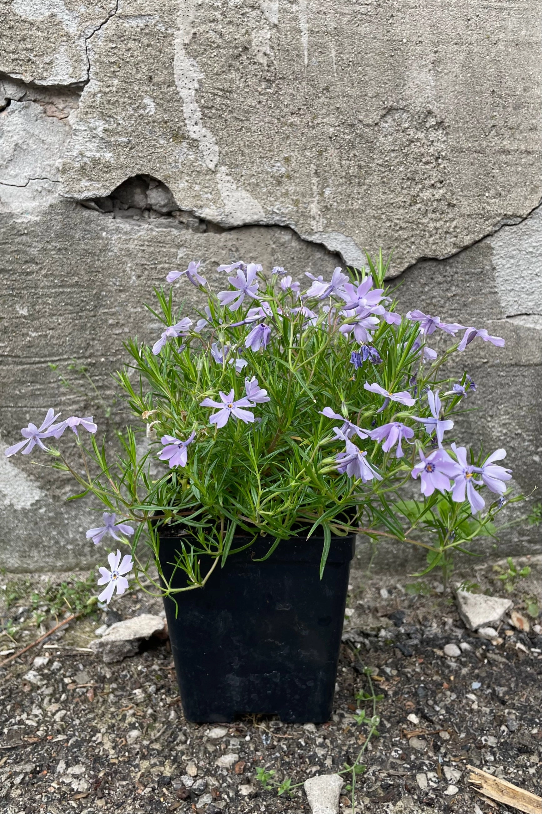 Phlox subulata 'Emerald Blue' 1qt