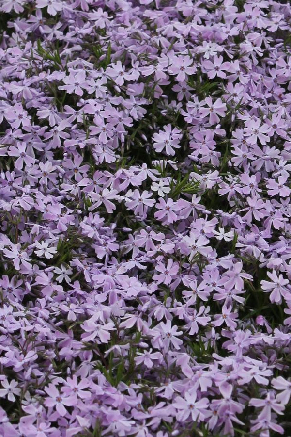 Phlox subulata 'Emerald Blue' 1qt