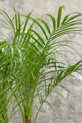 Phoenix roebelinii "Pygmy Date Palm" 10" medium flower pot  