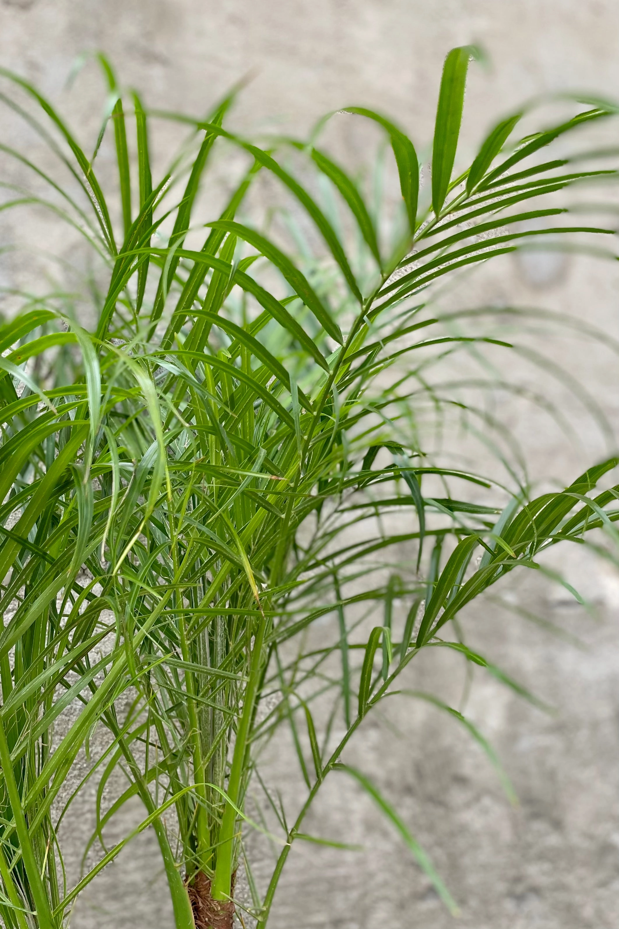Phoenix roebelinii "Pygmy Date Palm" 10" medium flower pot  