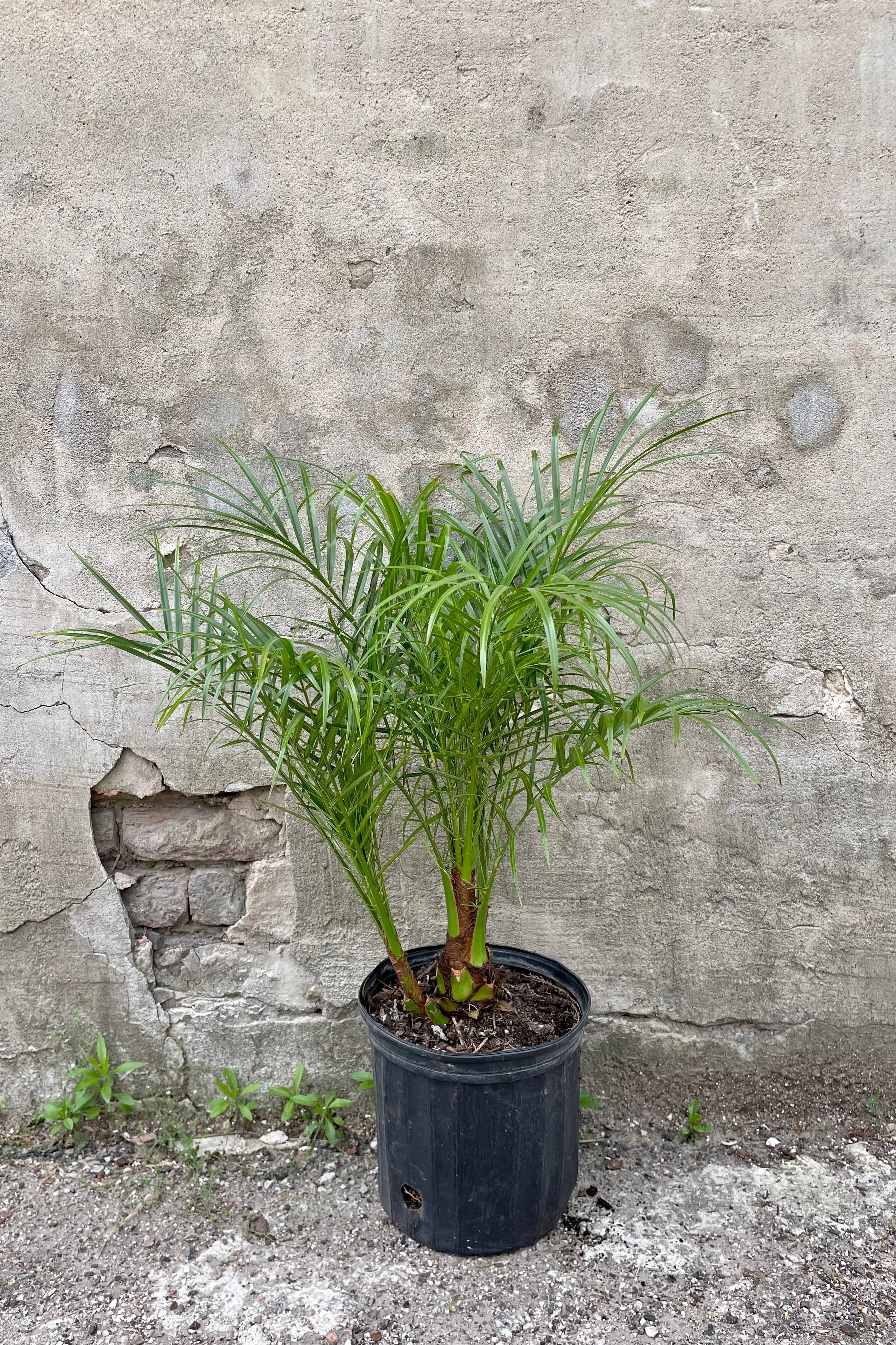 Phoenix roebelinii "Pygmy Date Palm" 10"