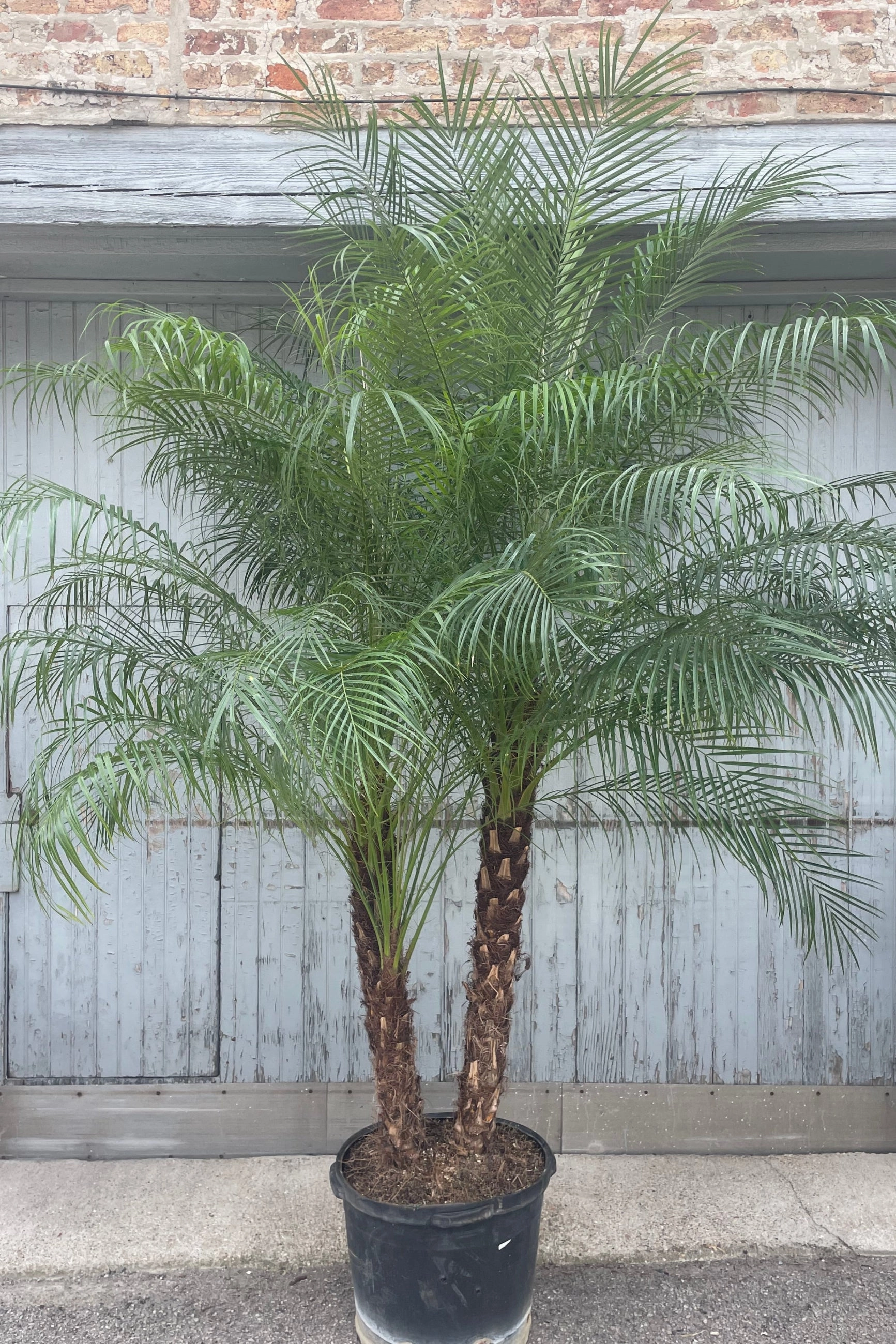 Phoenix roebelinii "Pygmy Date Palm" 17" medium flower pot  