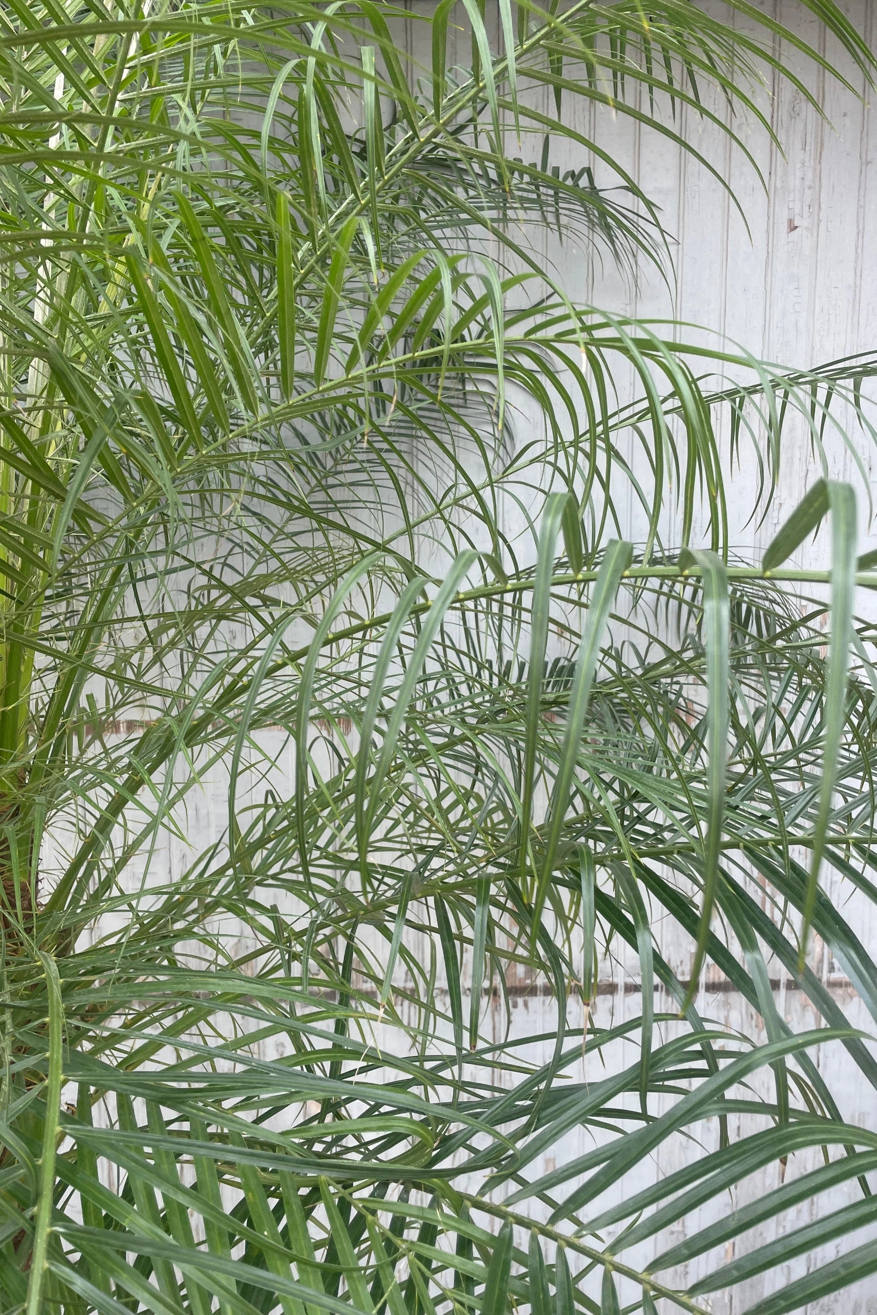 Phoenix roebelinii "Pygmy Date Palm" 17"