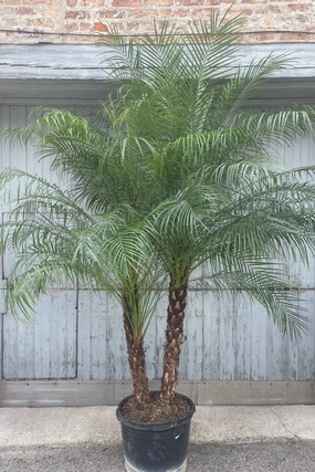 Phoenix roebelinii "Pygmy Date Palm" 17" medium flower pot  