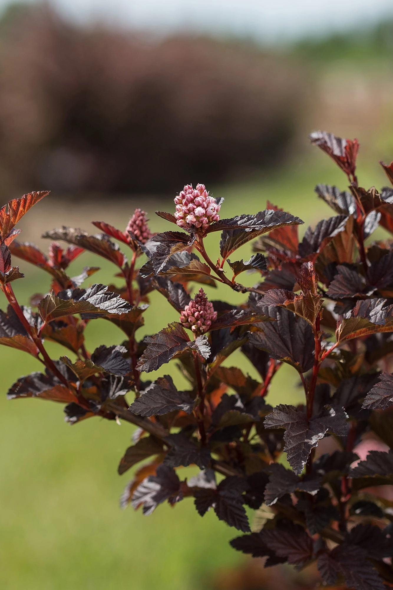 Physocarpus o. 'Fireside' #5