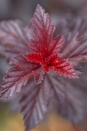 Physocarpus o. 'Fireside' #5 decorative flowerpot  