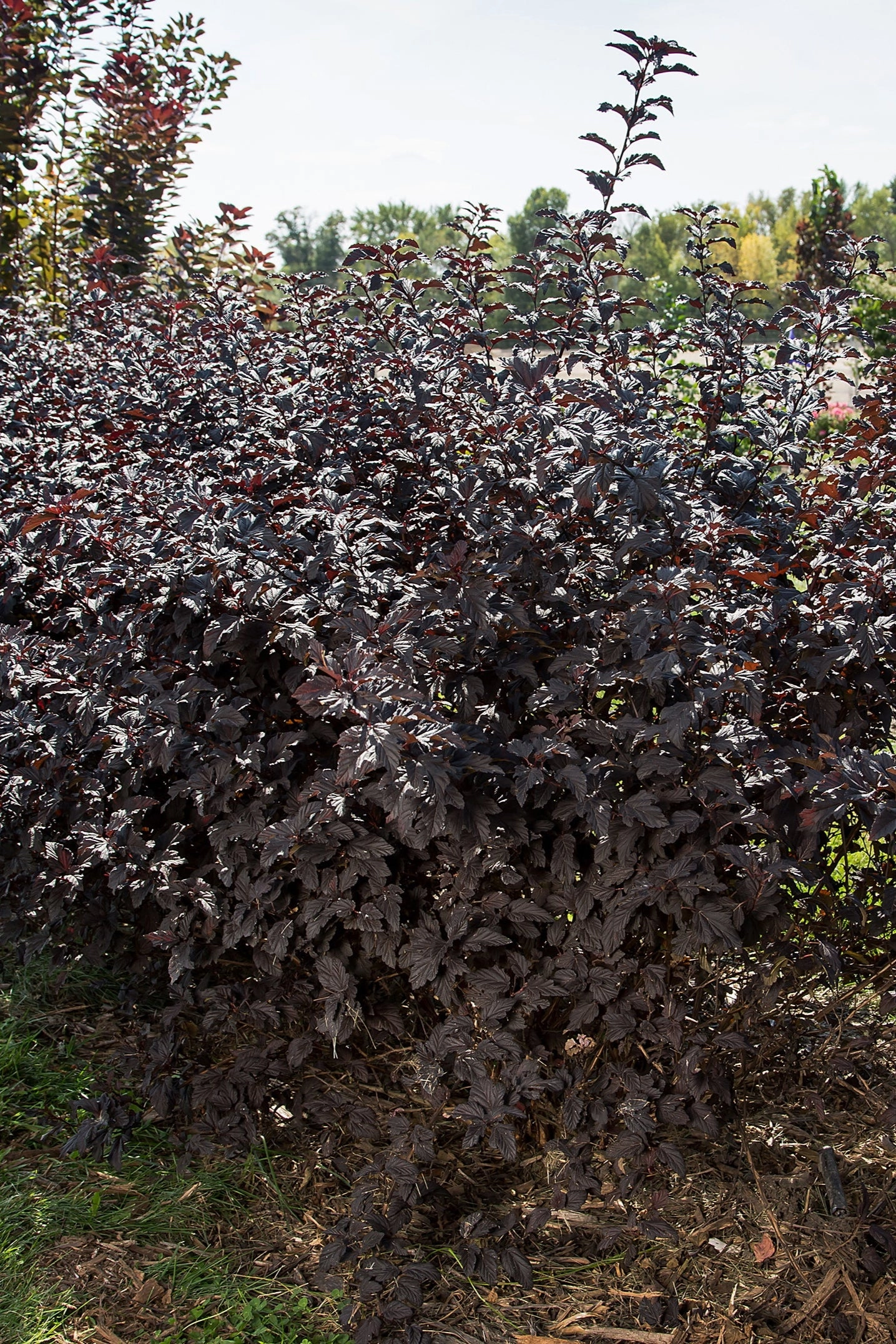 Physocarpus o. 'Fireside' #5