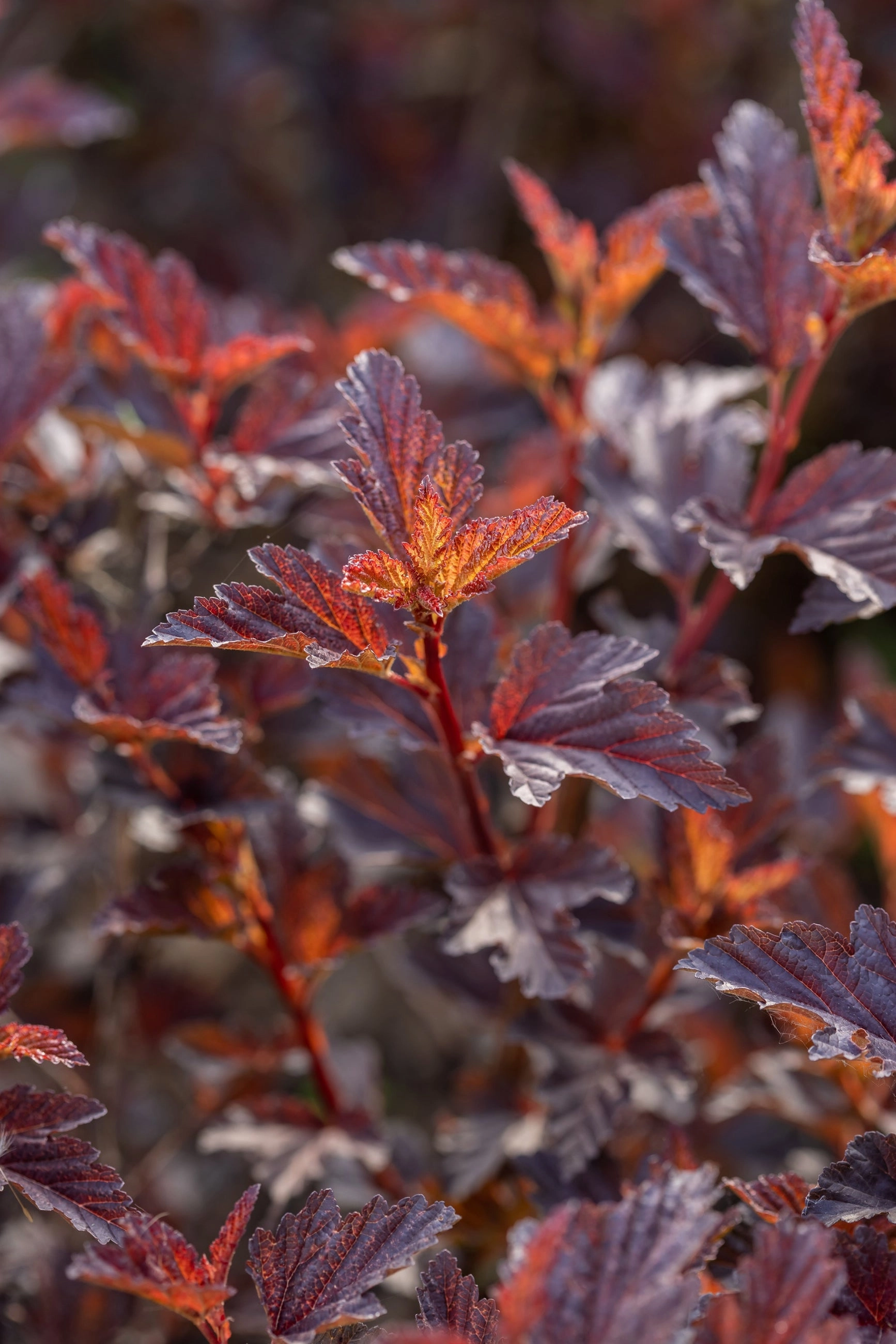 Physocarpus o. 'Fireside' #5