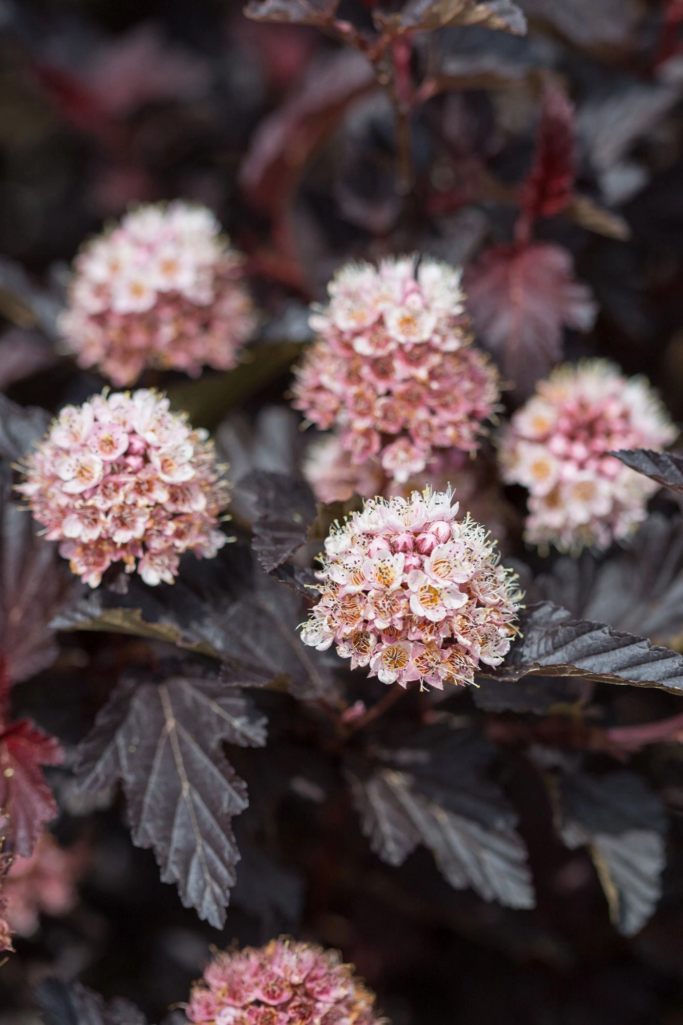Physocarpus o. 'Fireside' #5