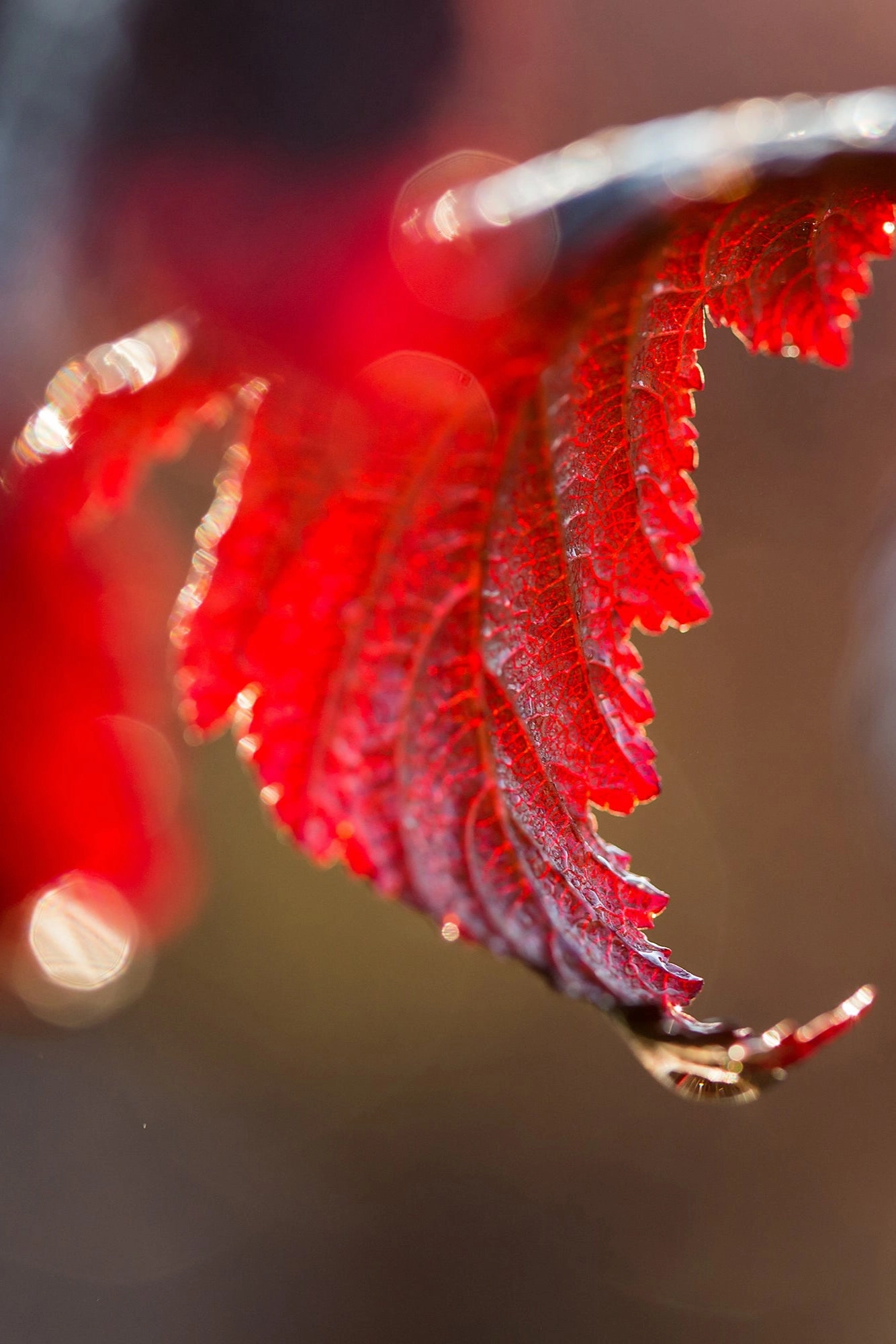 Physocarpus o. 'Fireside' #5