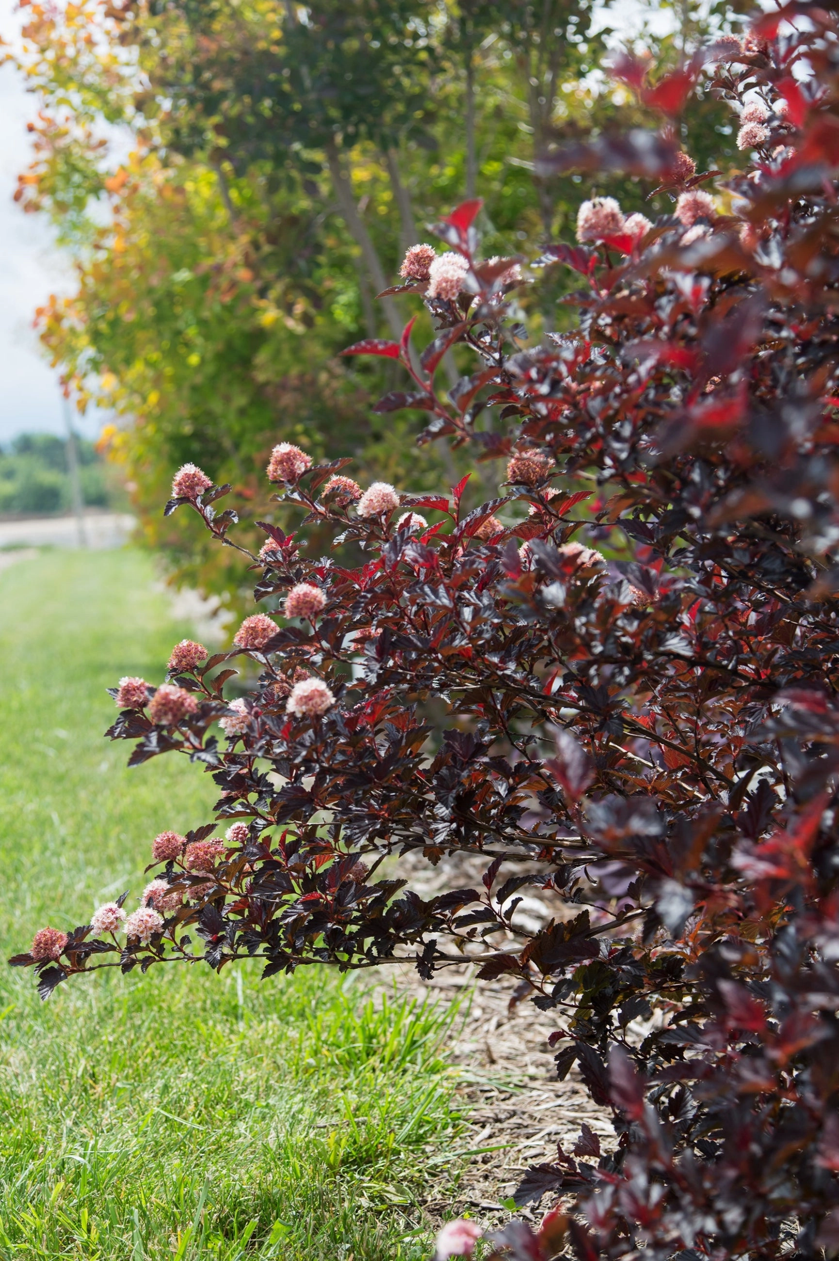 Physocarpus o. 'Fireside' #5
