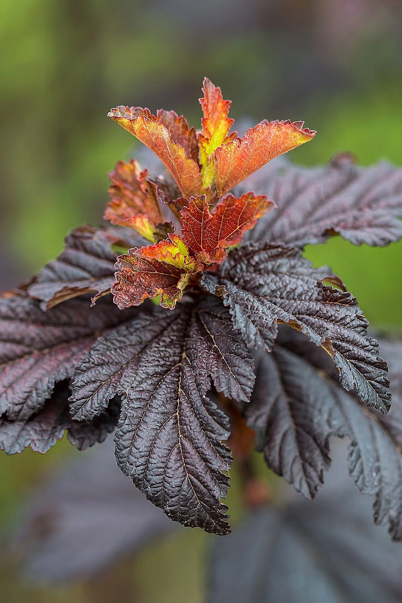 Physocarpus o. 'Fireside' #5