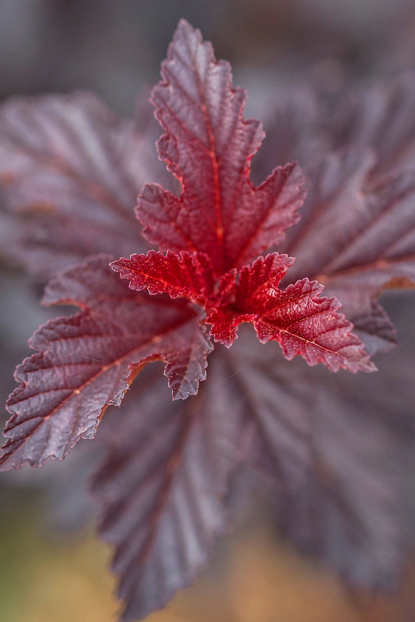 Physocarpus o. 'Fireside' #5 decorative flowerpot  