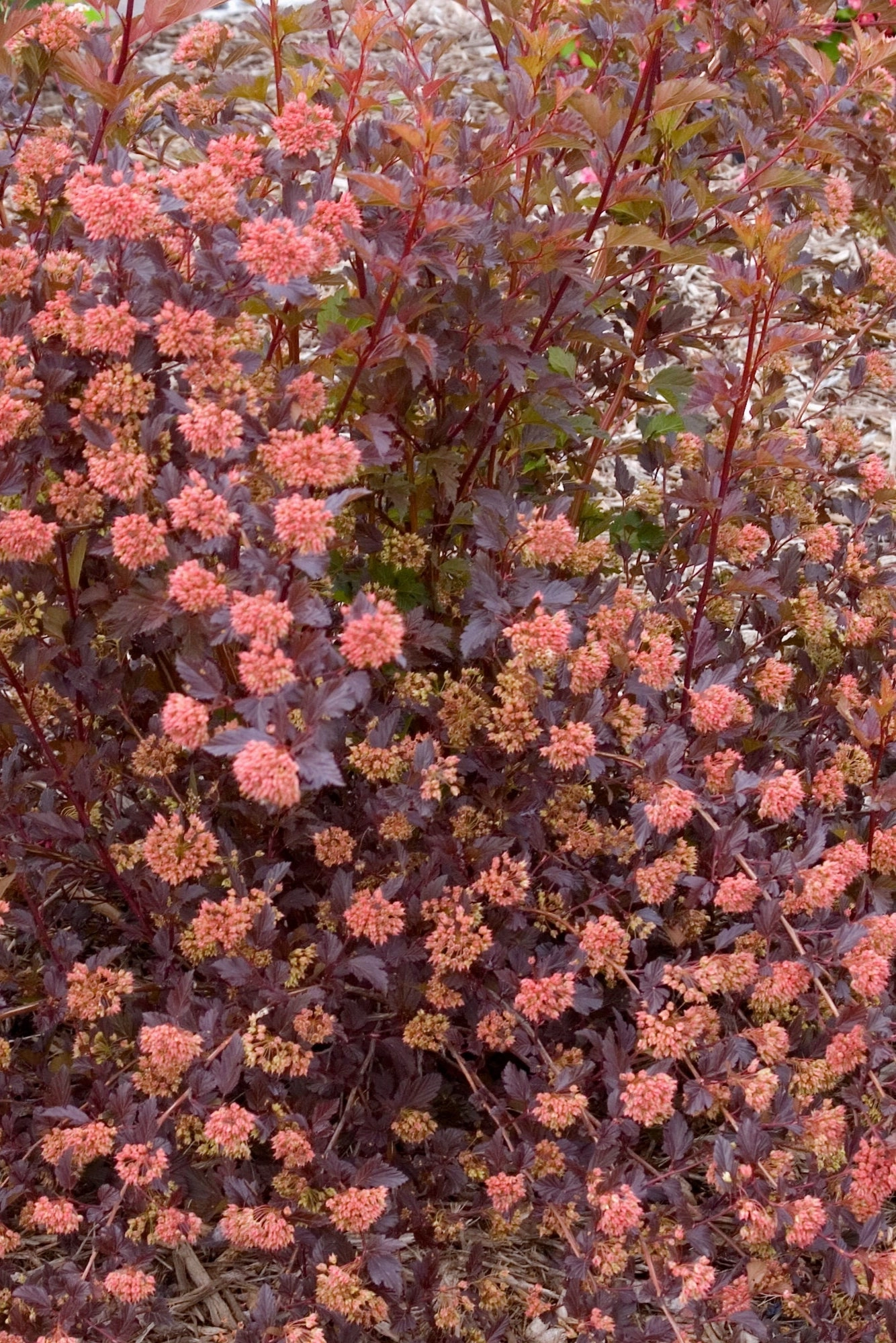 Physocarpus o. 'Summer Wine' #5