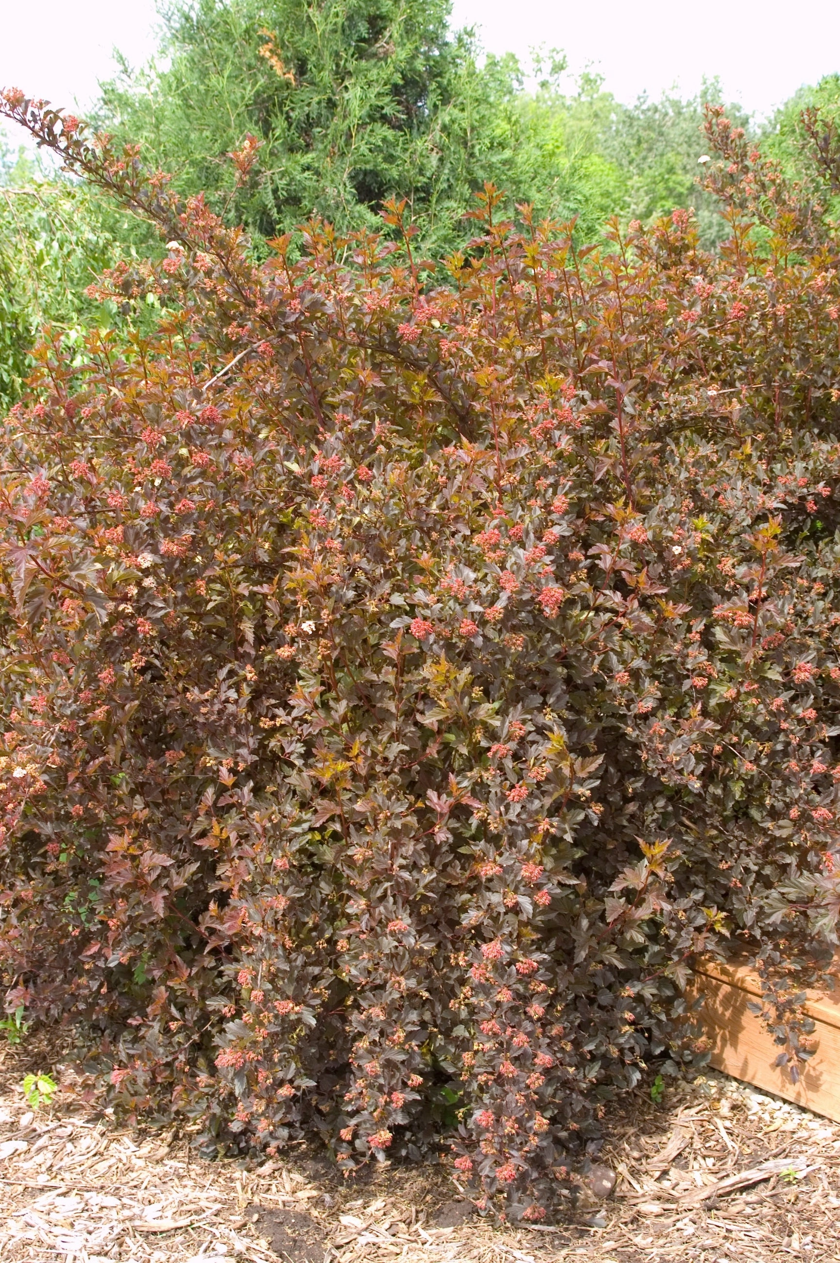 Physocarpus o. 'Summer Wine' #5