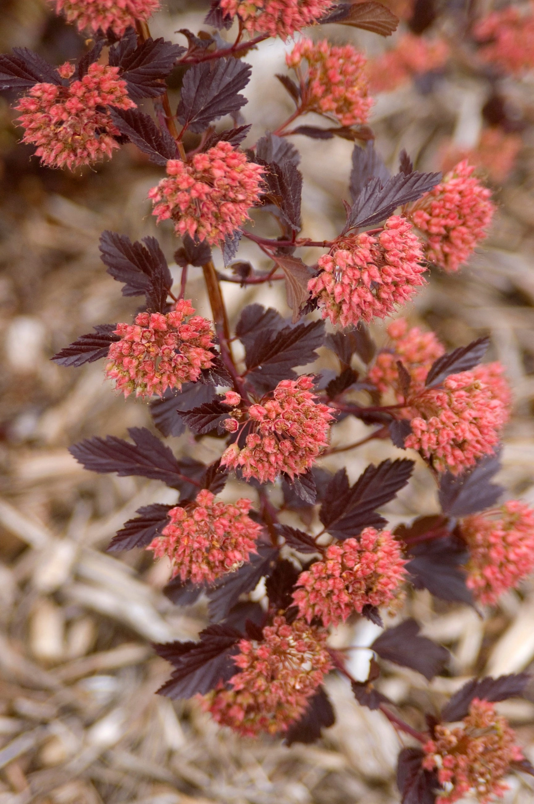 Physocarpus o. 'Summer Wine' #5 decorative flowerpot  