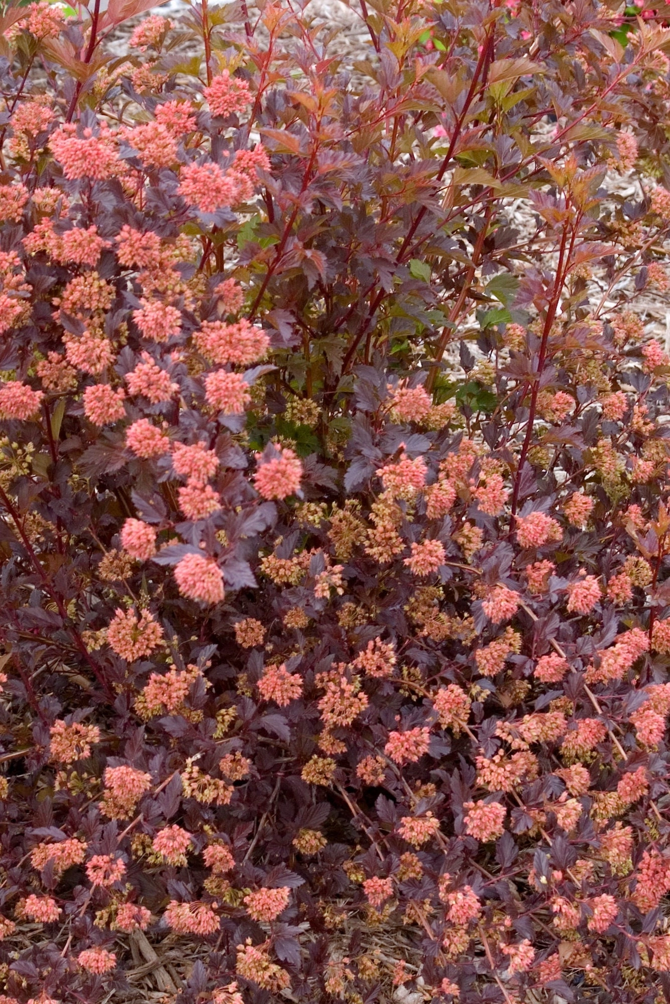 Physocarpus o. 'Summer Wine' #7 Standard Tree