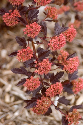 Physocarpus o. 'Summer Wine' #7 Standard Tree decorative flowerpot  
