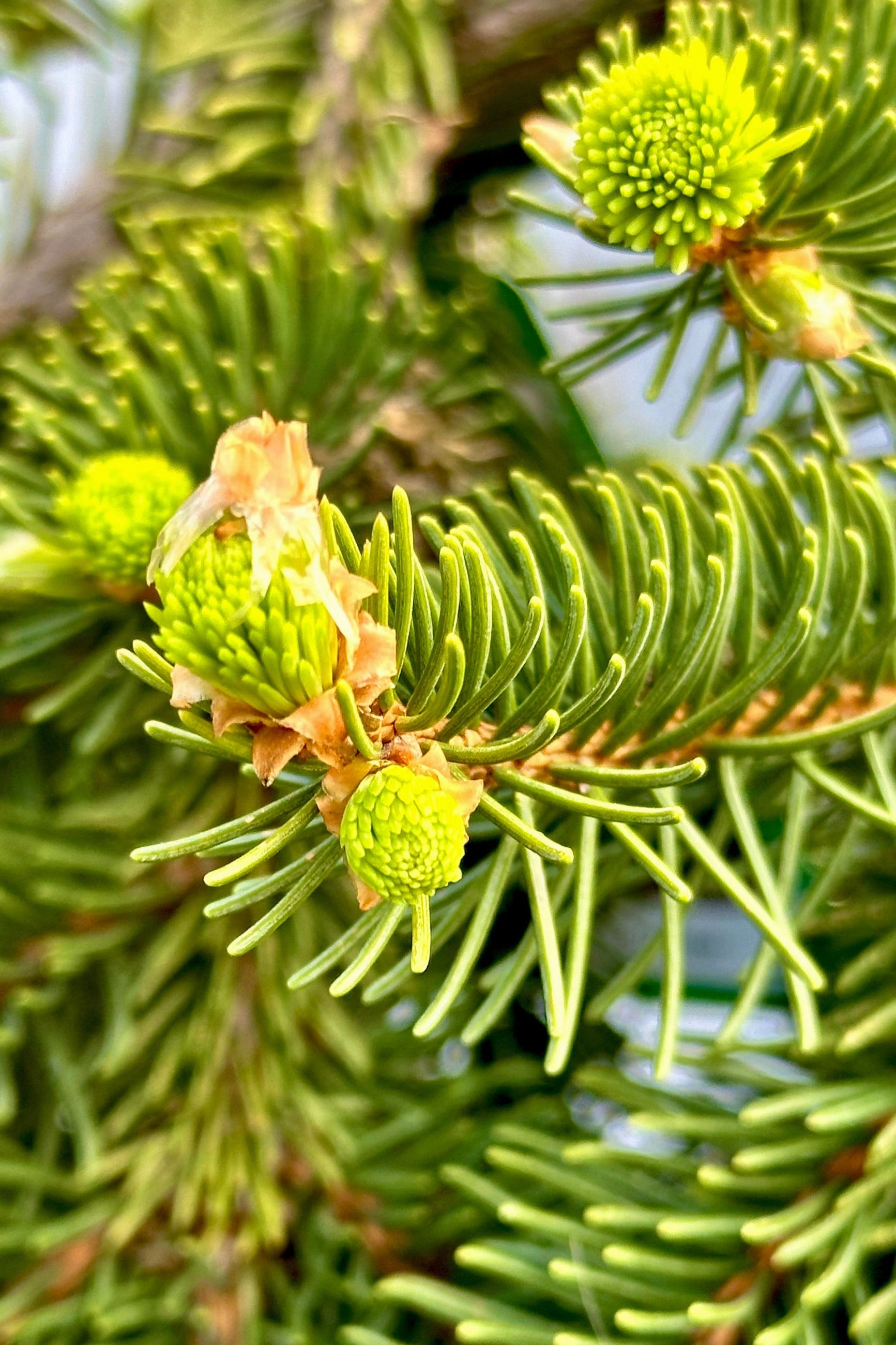Picea abies 'Pendula' #10 Weeping