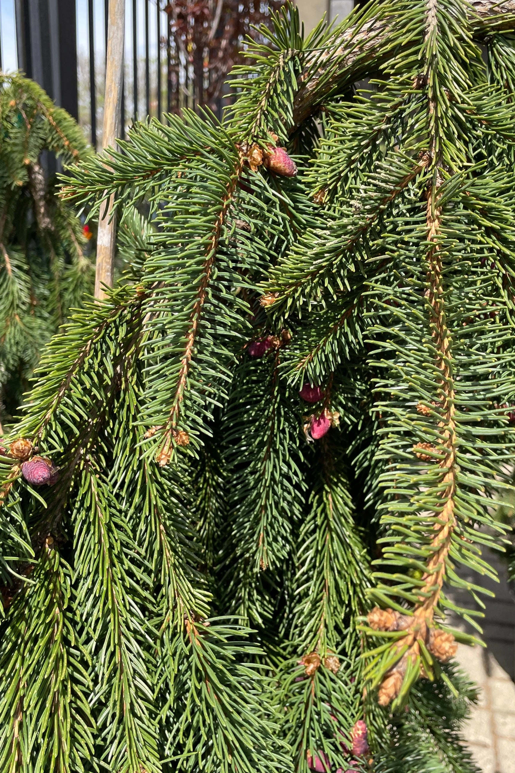 Picea abies 'Pendula' #10 Weeping