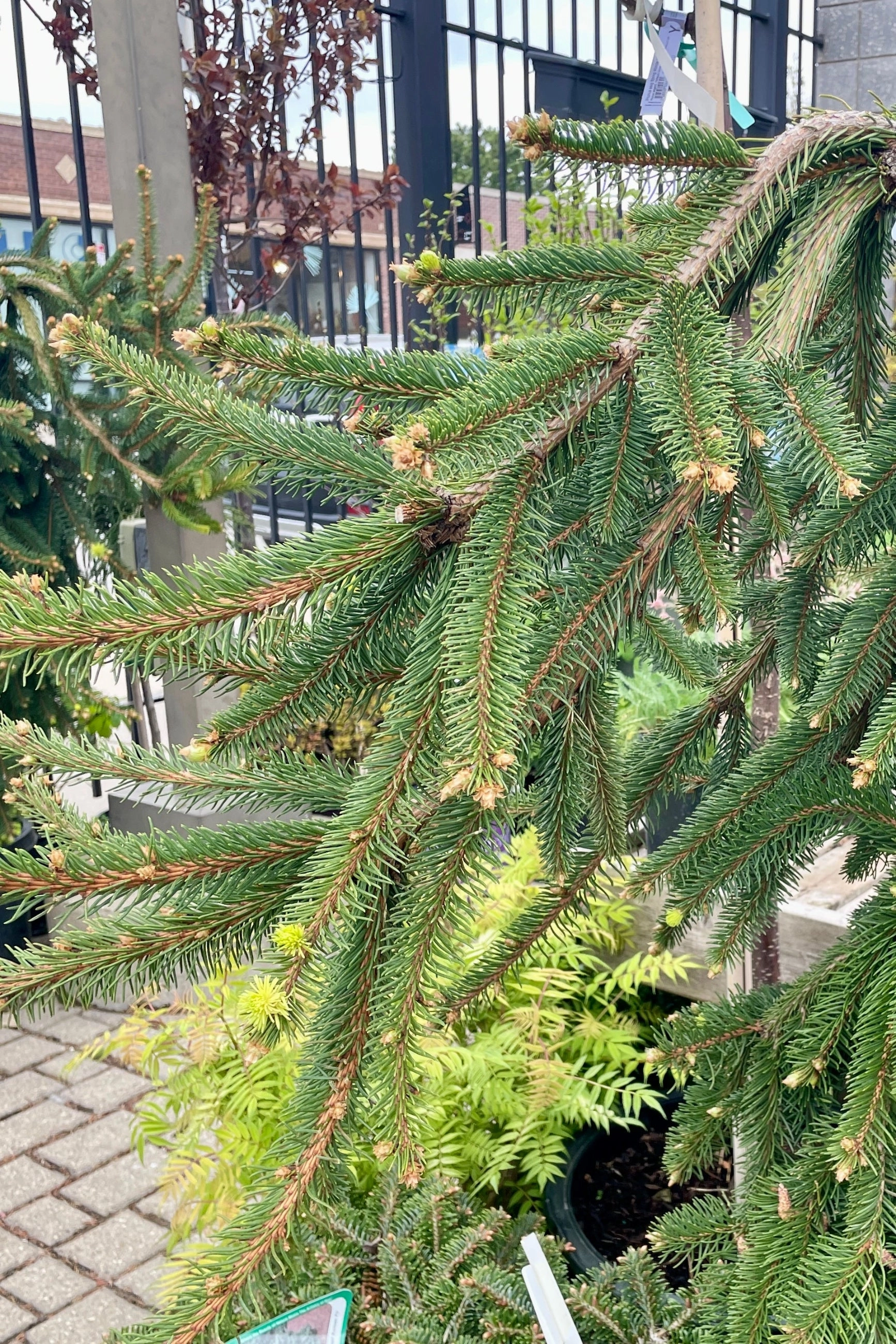 Picea abies 'Pendula' #10 Weeping