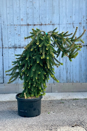 Picea abies 'Pendula' #10 Weeping decorative flowerpot  