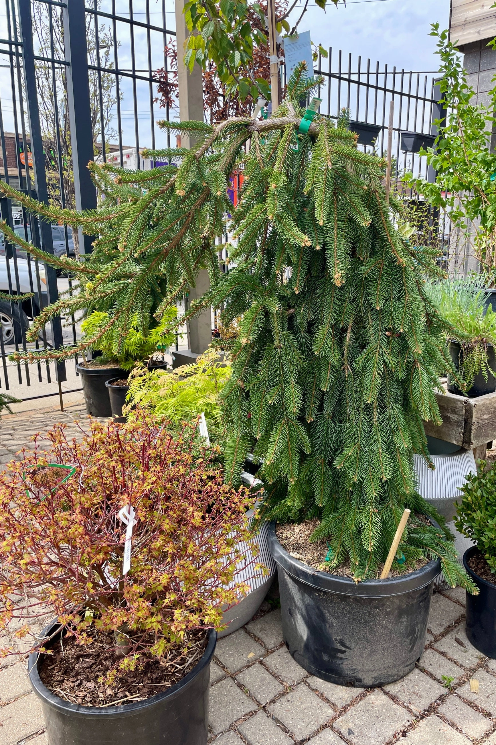 Picea abies 'Pendula' #10 Weeping