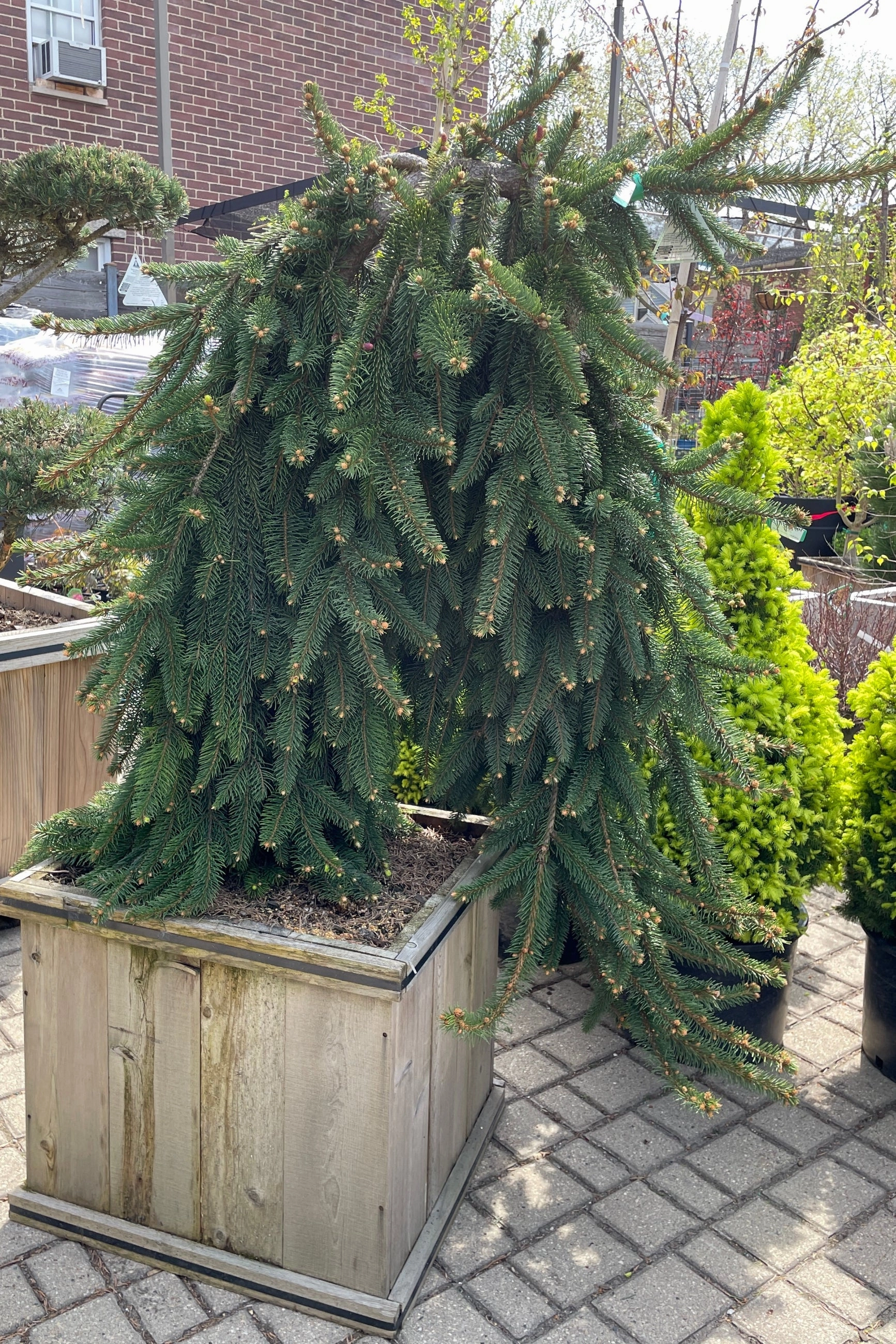 Picea abies 'Pendula' #20 Weeping