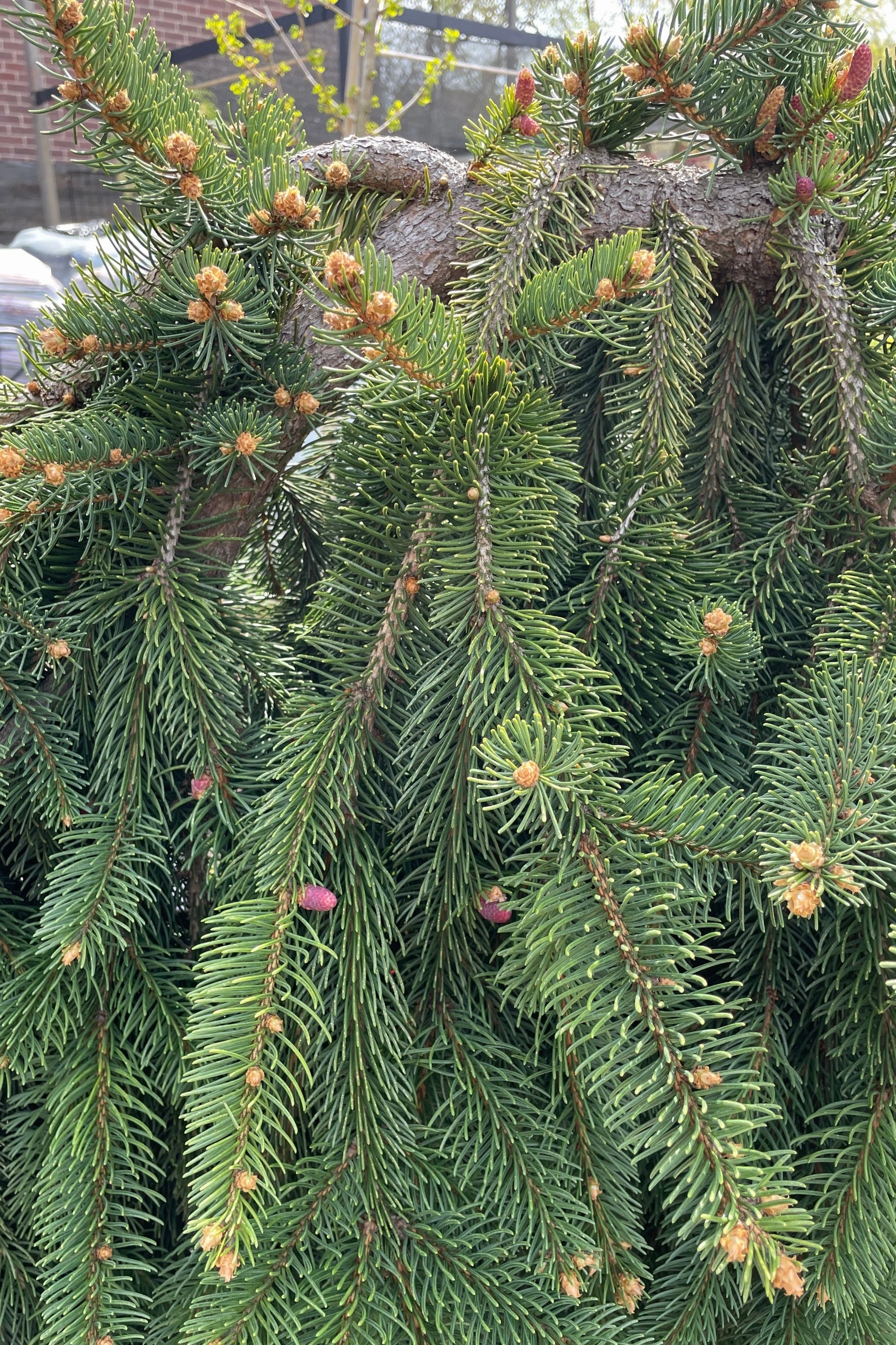 Picea abies 'Pendula' #20 Weeping