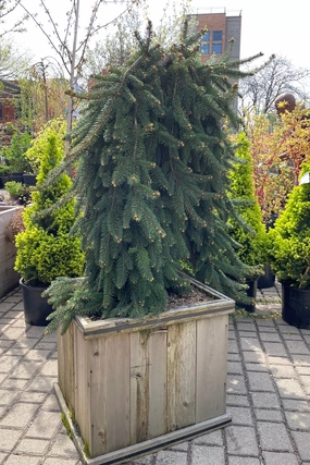 Picea abies 'Pendula' #20 Weeping decorative flowerpot  