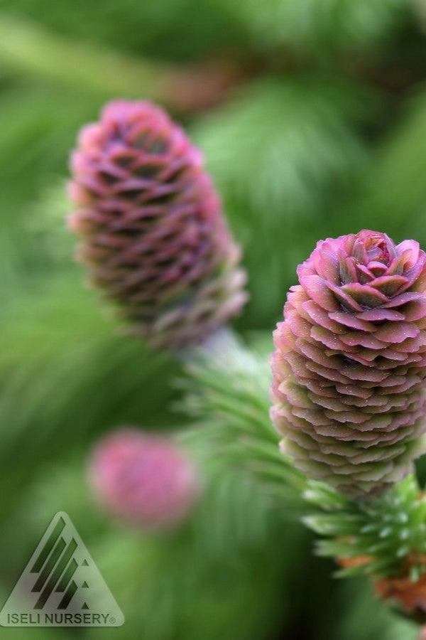Picea abies 'Pusch' #6