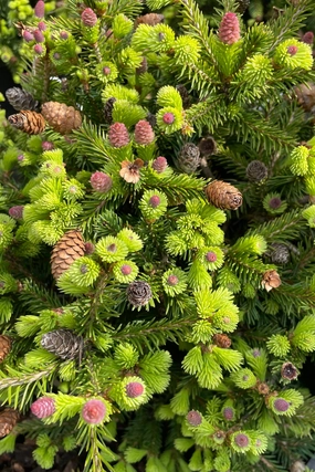 Picea abies 'Pusch' #6 decorative flowerpot  