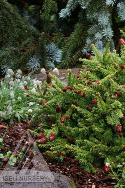 Picea abies 'Pusch' #6