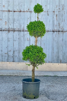 Picea g. 'Conica' 3-ball Poodle #5 decorative flowerpot  