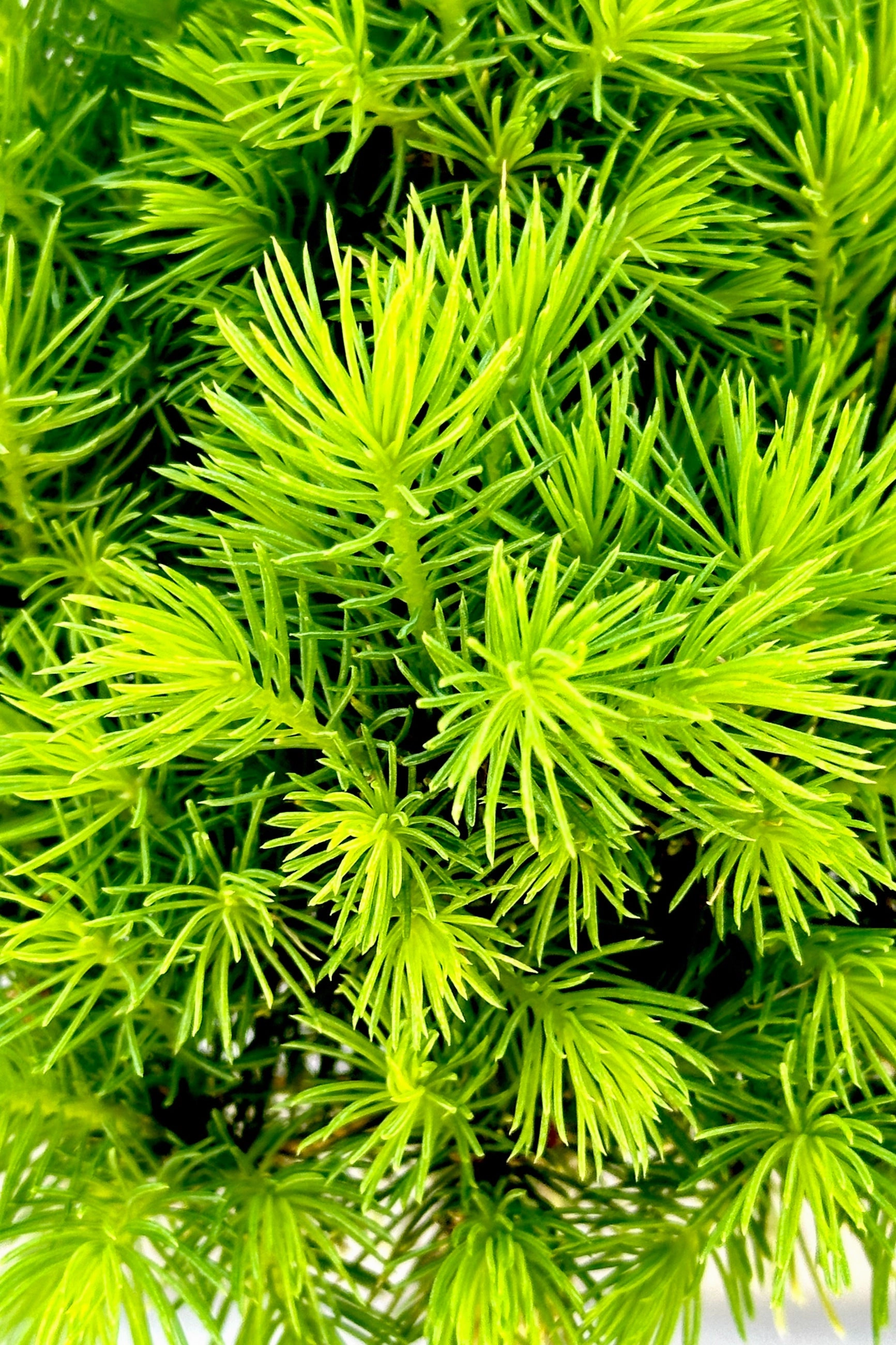 Picea g. 'Conica' 3-ball Poodle #5