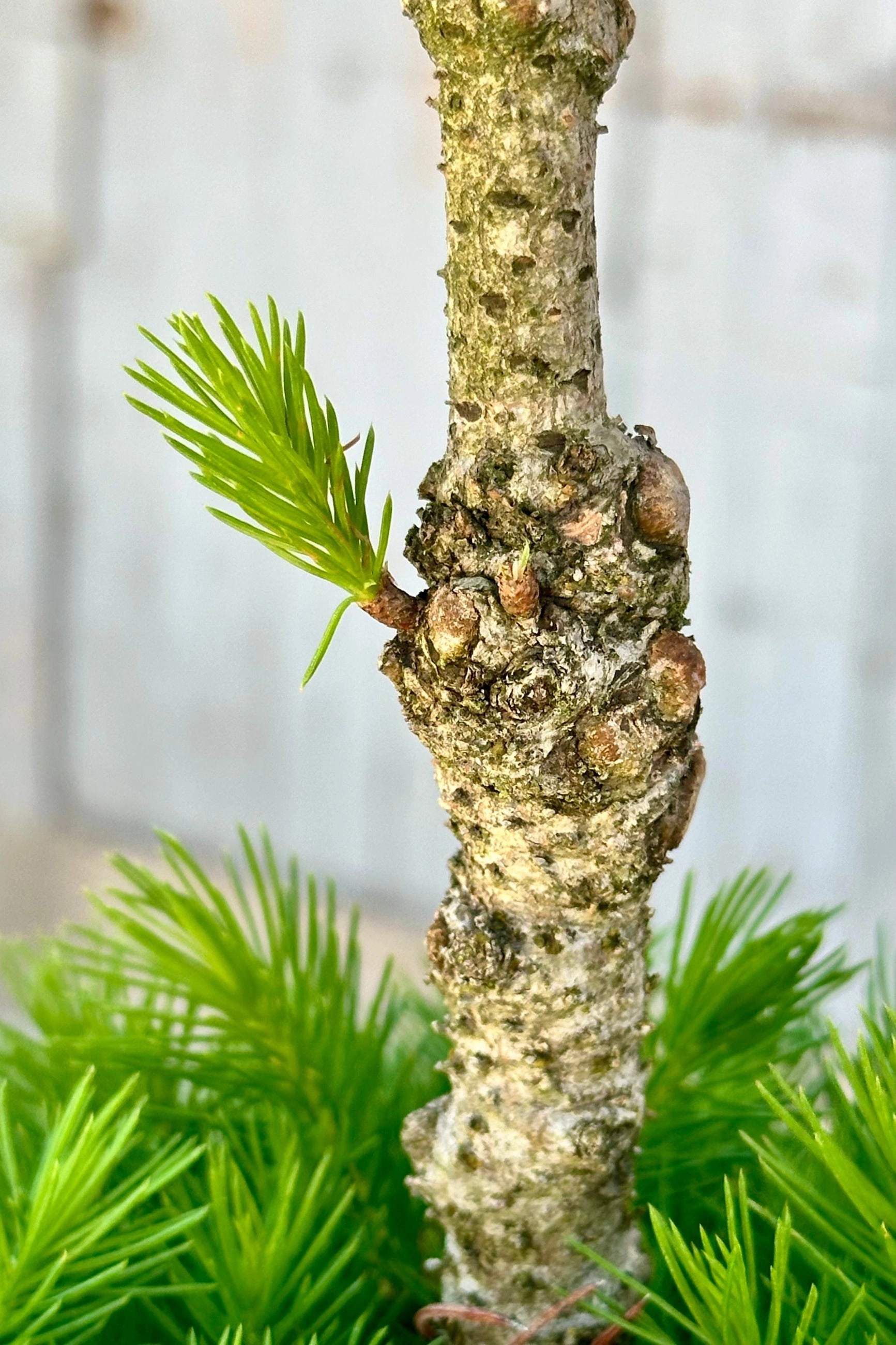 Picea g. 'Conica' 3-ball Poodle #5