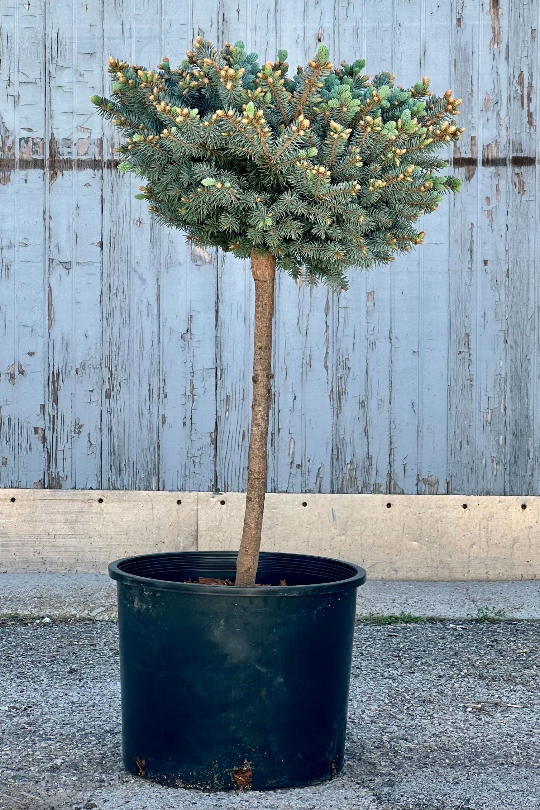 Picea pungens 'Globosa' Standard #7 decorative flowerpot  