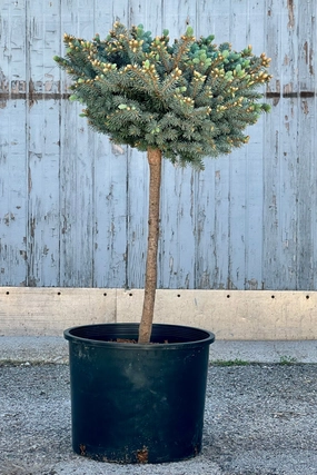 Picea pungens 'Globosa' Standard #7 decorative flowerpot  