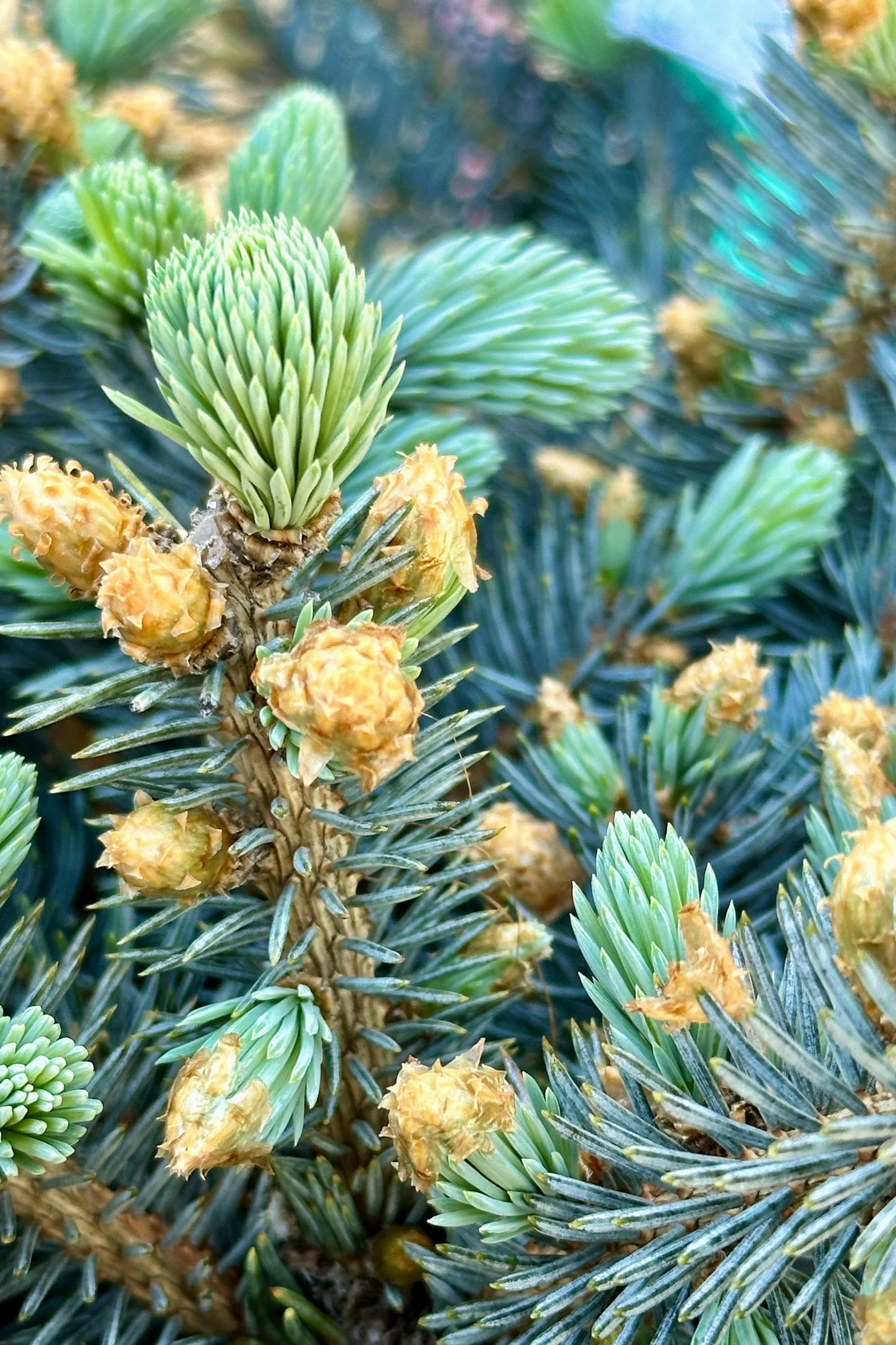 Picea pungens 'Globosa' Standard #7
